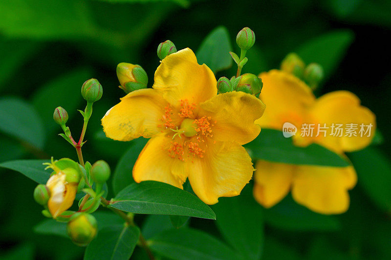 金丝桃/圣约翰草:黄色的花
